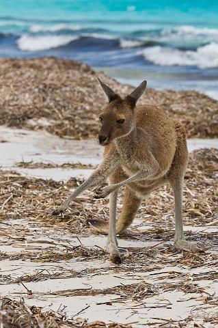 109 Cap le Grand NP, lucky bay.jpg